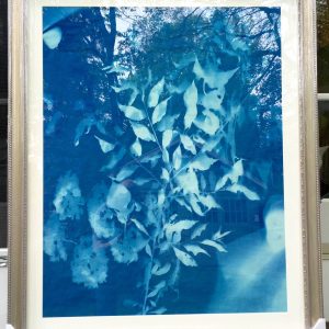 Forest Sunprint