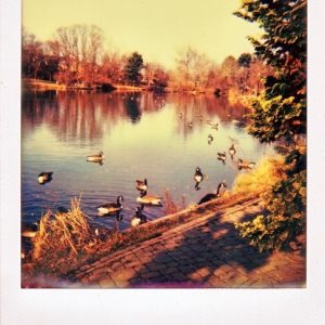 Duck Pond