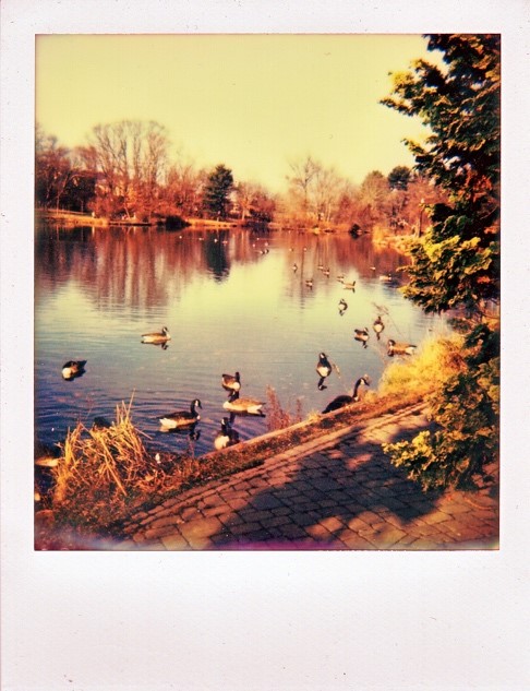 Duck Pond