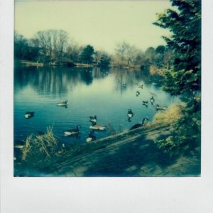 Duck Pond 2