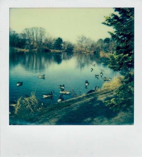 Duck Pond 2