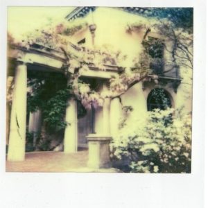 Wysteria