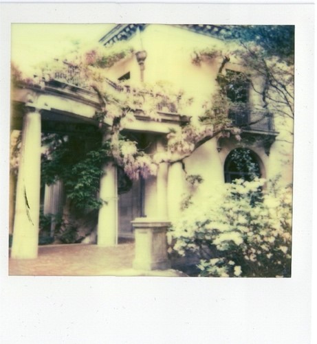 Wysteria