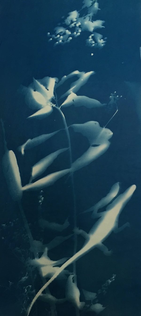 Vine 16” x 24